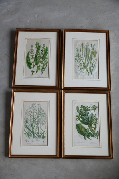 4 Botanical Framed Engravings