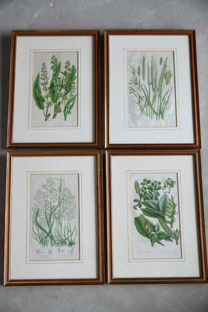 4 Botanical Framed Engravings