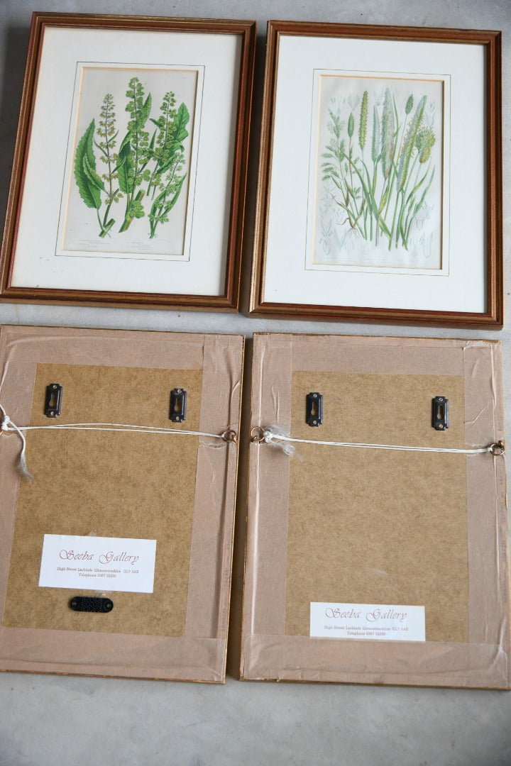 4 Botanical Framed Engravings