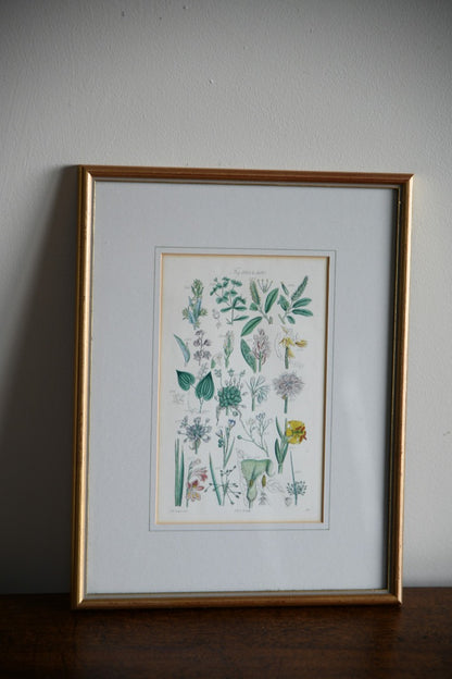 Single Framed Antique Botanical Engraving