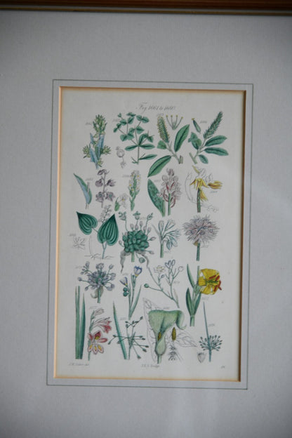 Single Framed Antique Botanical Engraving