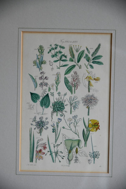 Single Framed Antique Botanical Engraving