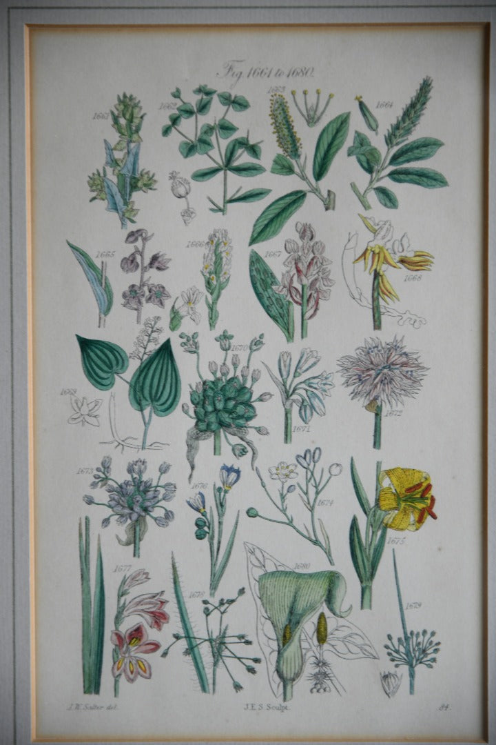 Single Framed Antique Botanical Engraving