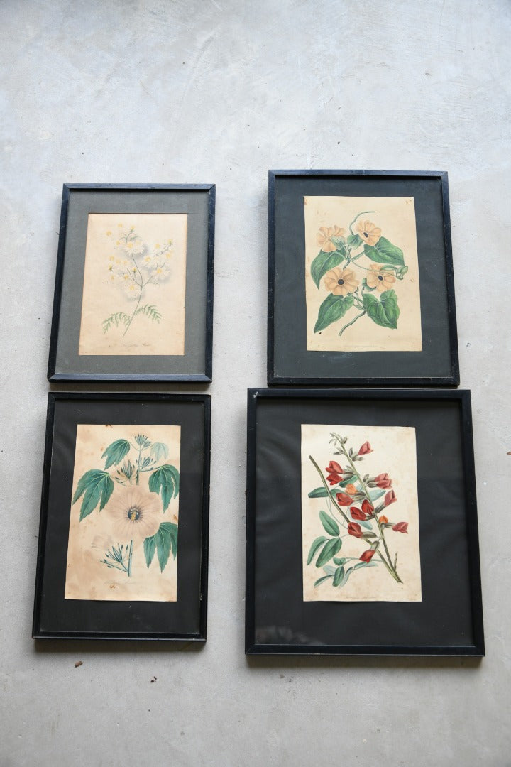 Curtis Botanical Style Framed Flower Prints