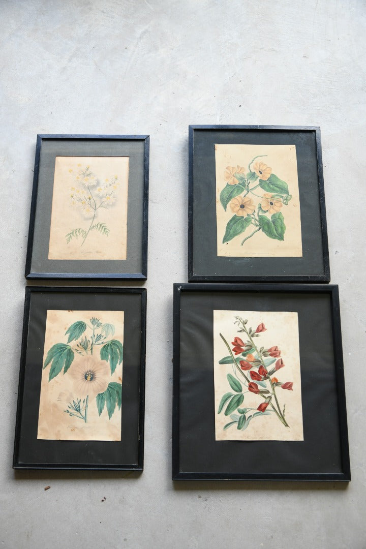 Curtis Botanical Style Framed Flower Prints