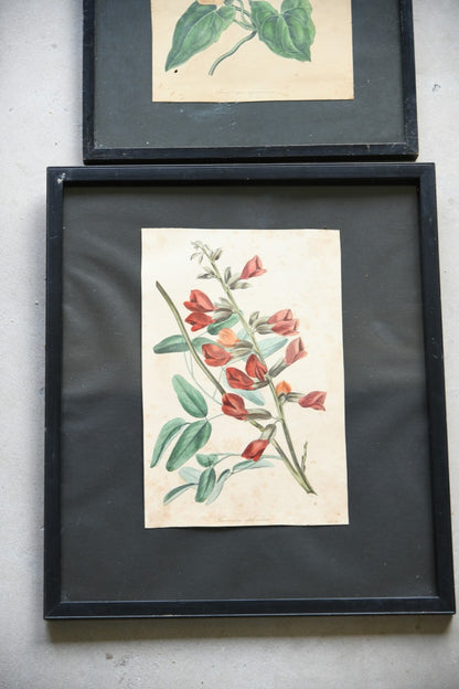 Curtis Botanical Style Framed Flower Prints