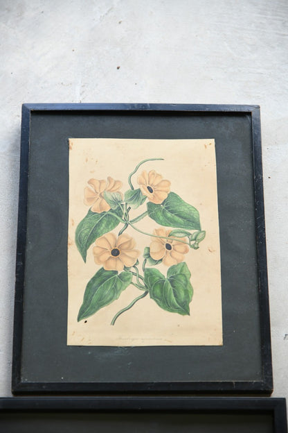 Curtis Botanical Style Framed Flower Prints