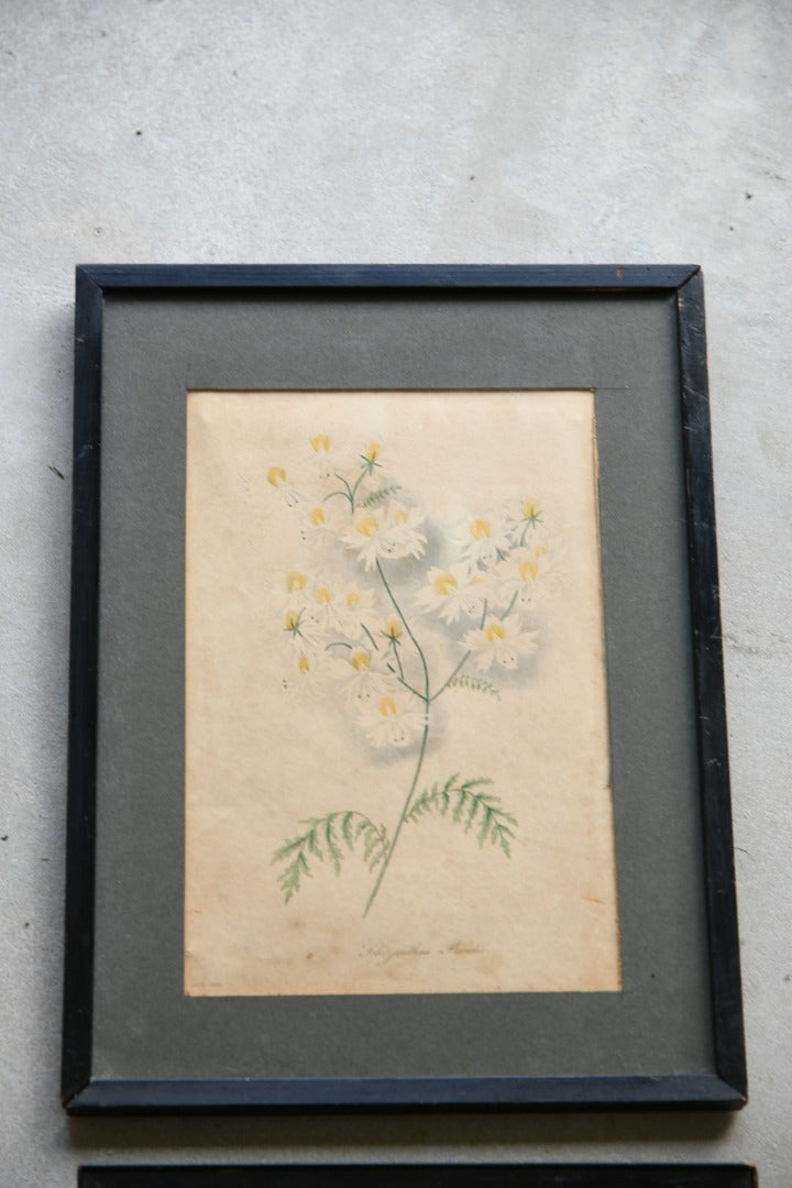 Curtis Botanical Style Framed Flower Prints