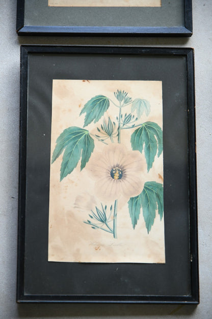 Curtis Botanical Style Framed Flower Prints