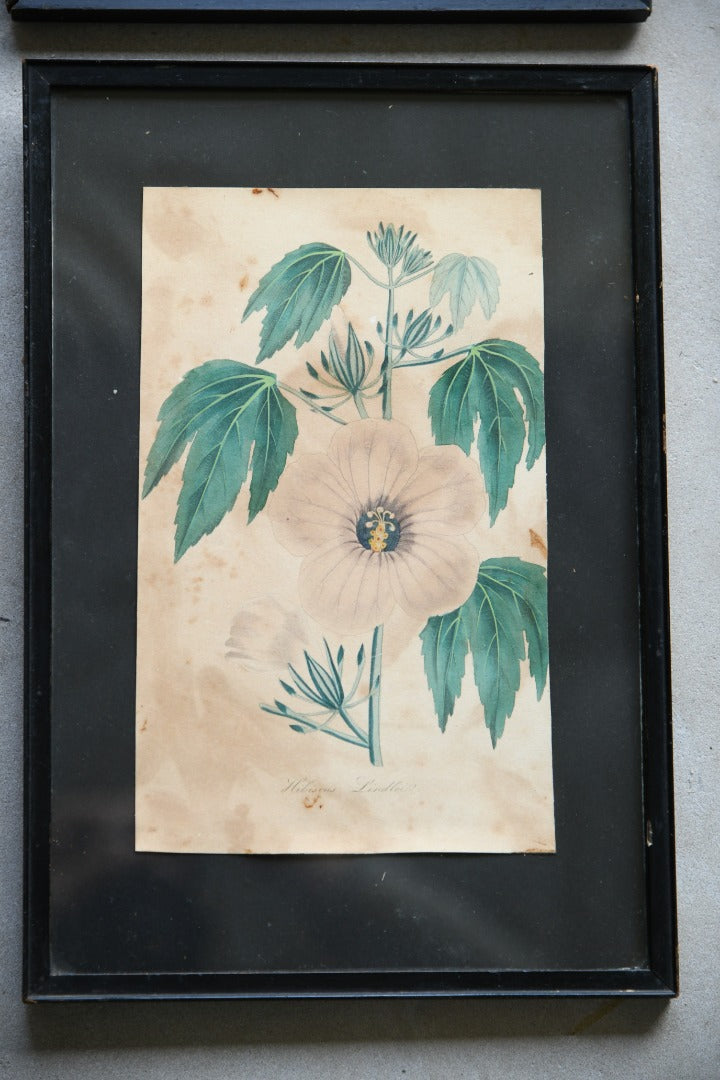 Curtis Botanical Style Framed Flower Prints