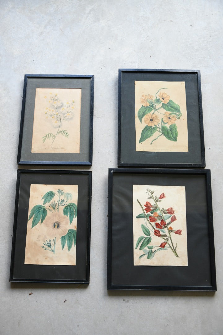 Curtis Botanical Style Framed Flower Prints