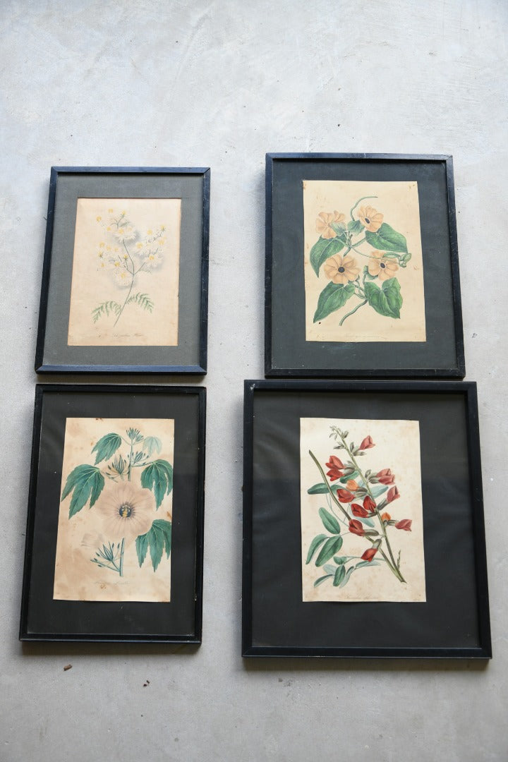 Curtis Botanical Style Framed Flower Prints