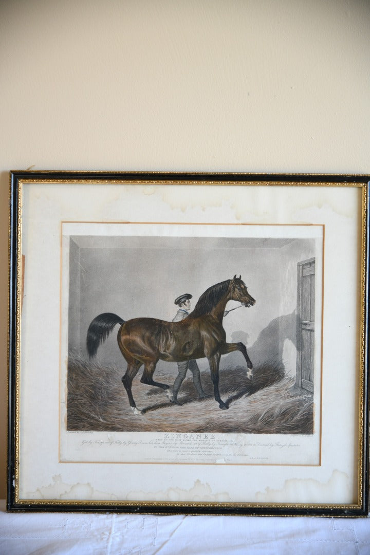 Antique Racehorse Zinganee Print