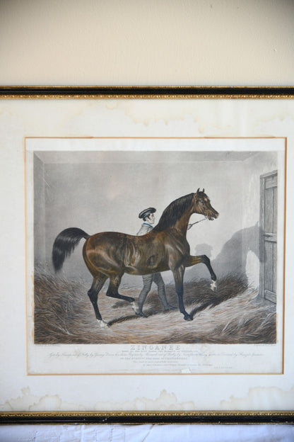 Antique Racehorse Zinganee Print