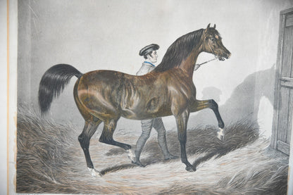 Antique Racehorse Zinganee Print