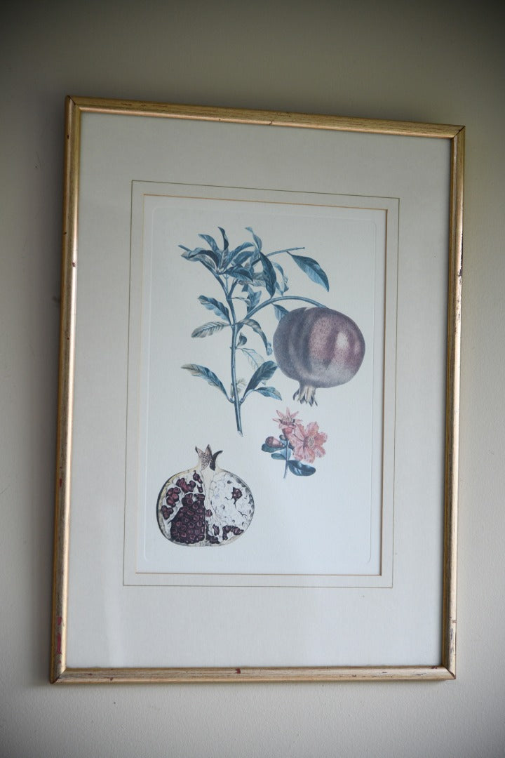 Pomegranate Botanic Print