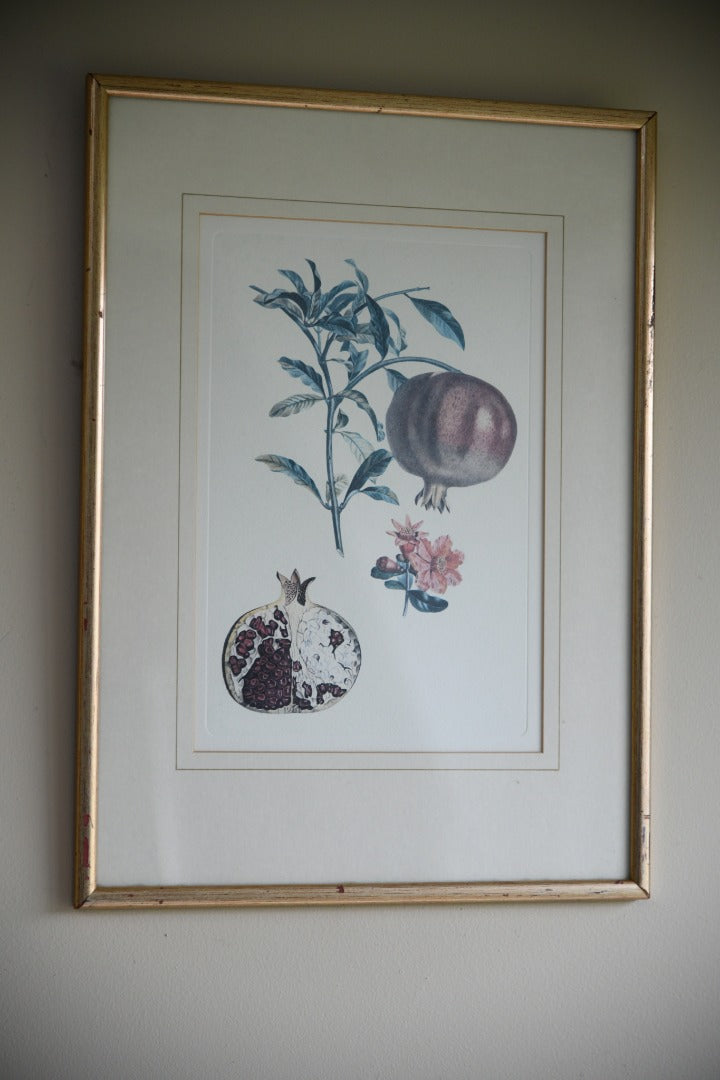 Pomegranate Botanic Print