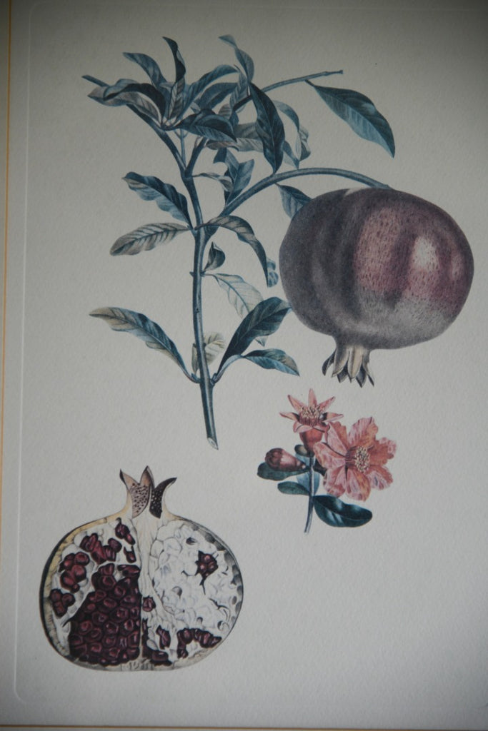 Pomegranate Botanic Print