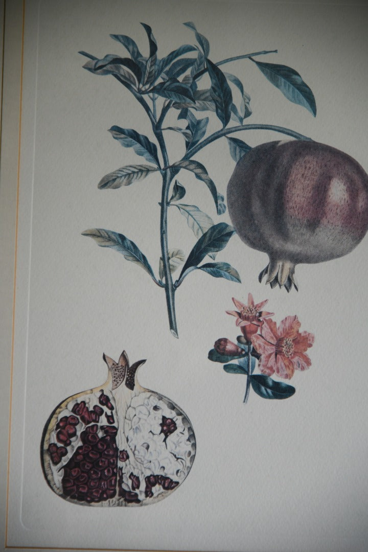 Pomegranate Botanic Print