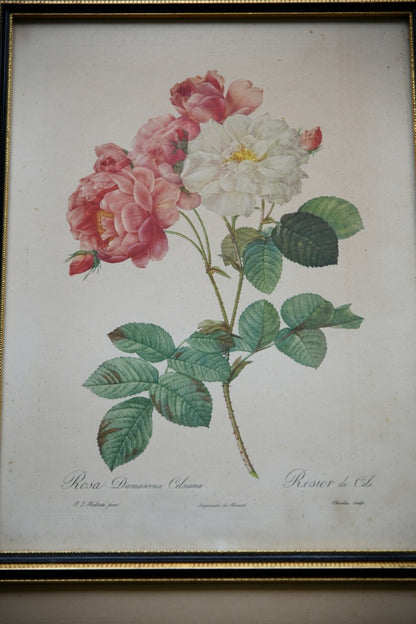 Pair Vintage Rose Botanic Prints