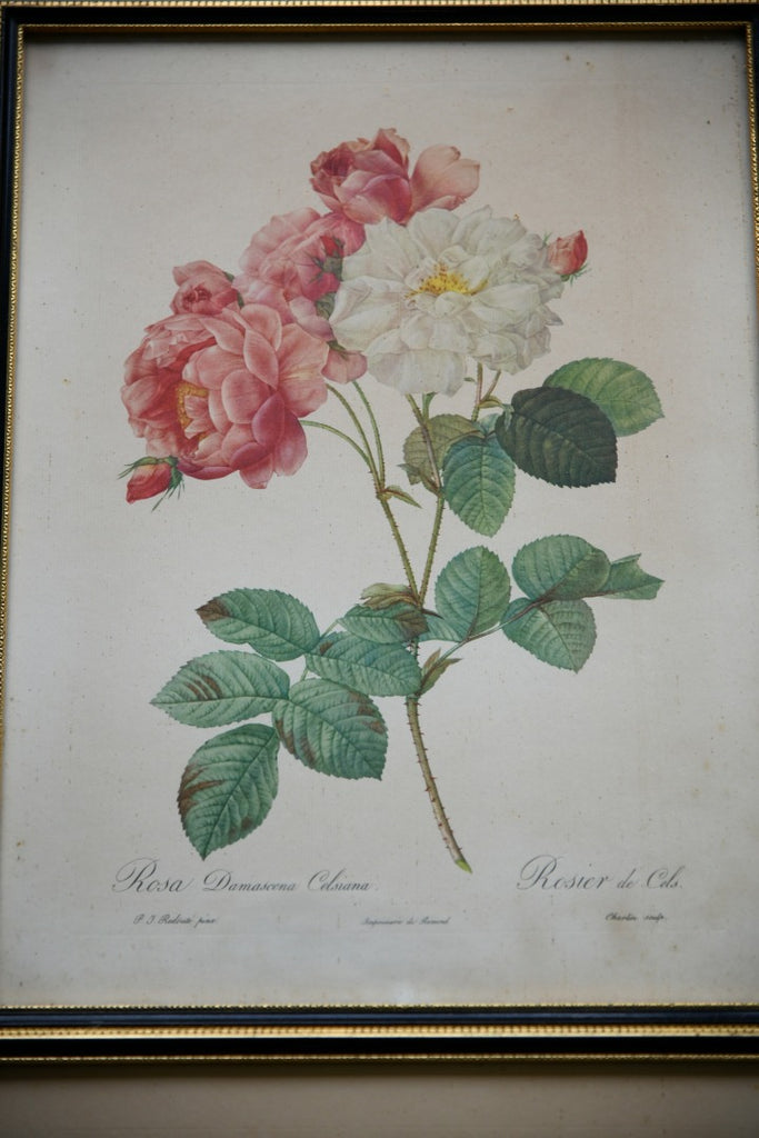 Pair Vintage Rose Botanic Prints
