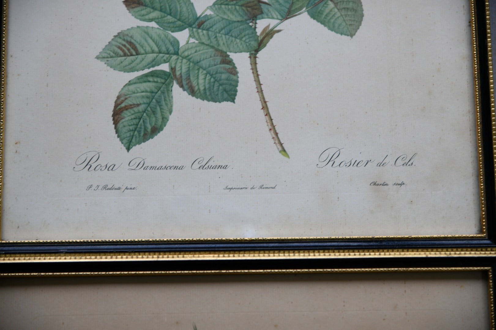 Pair Vintage Rose Botanic Prints