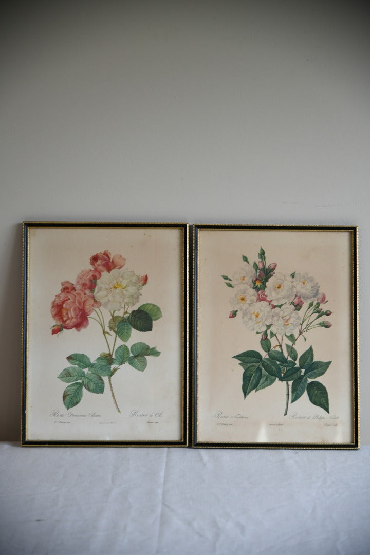 Pair Vintage Rose Botanic Prints