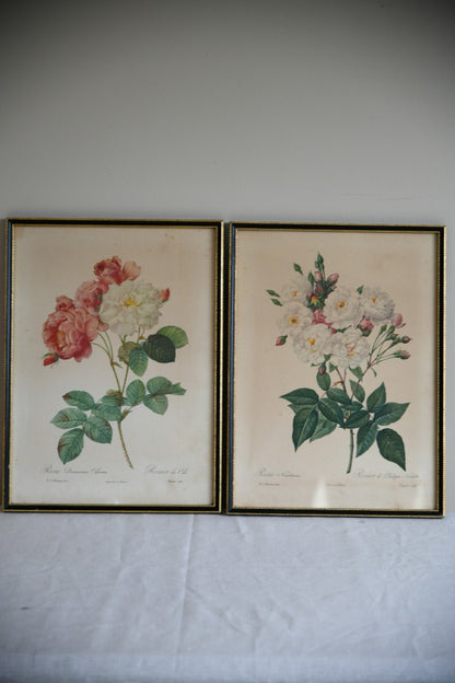 Pair Vintage Rose Botanic Prints