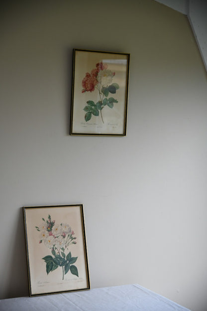 Pair Vintage Rose Botanic Prints