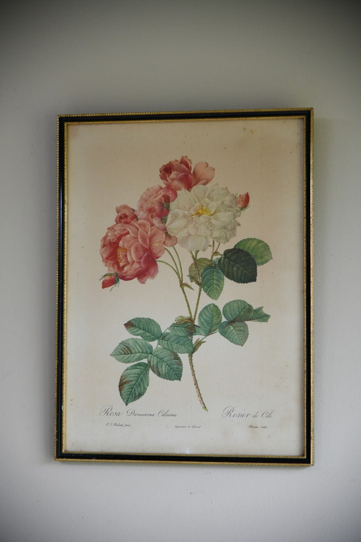 Pair Vintage Rose Botanic Prints