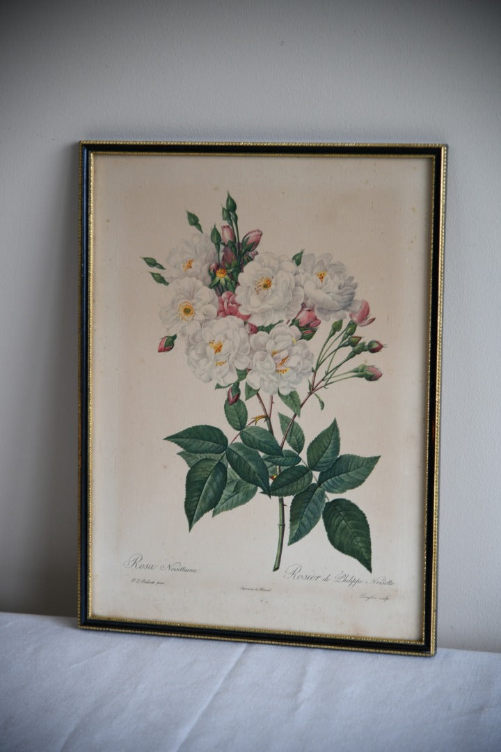 Pair Vintage Rose Botanic Prints