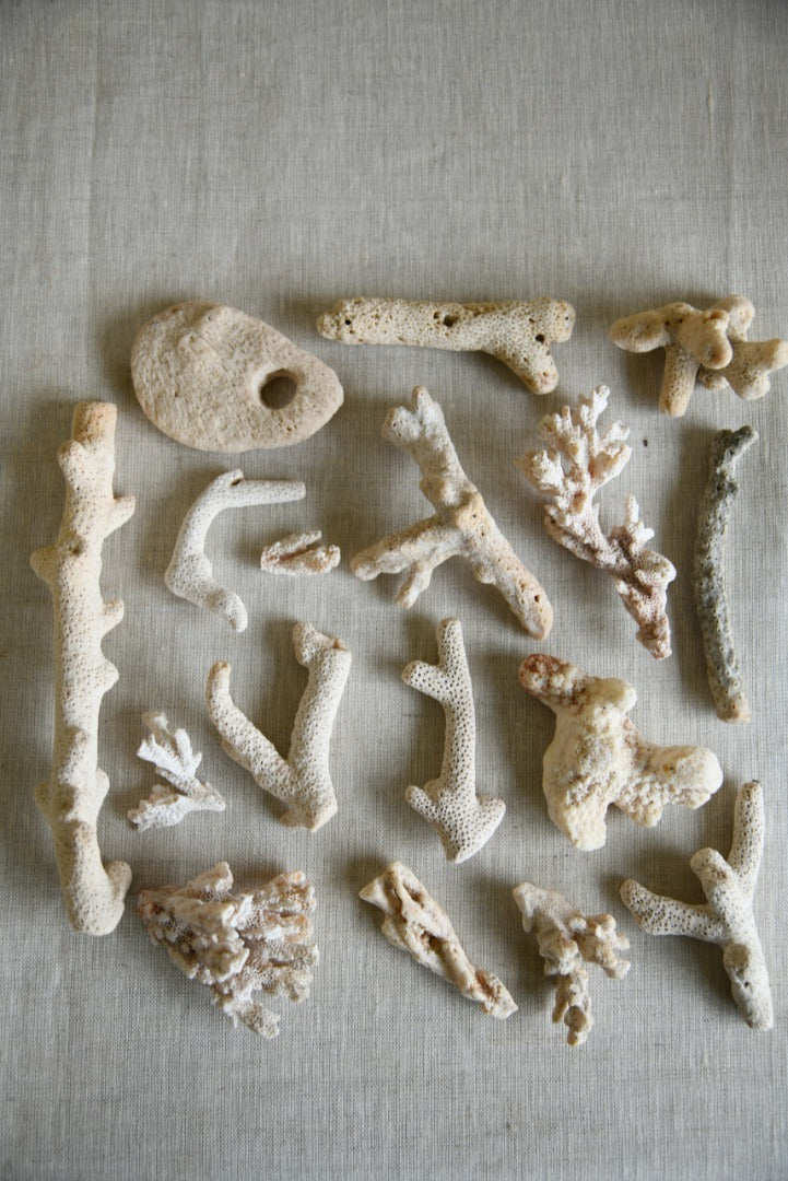 Coral Fragments