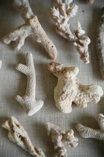 Coral Fragments