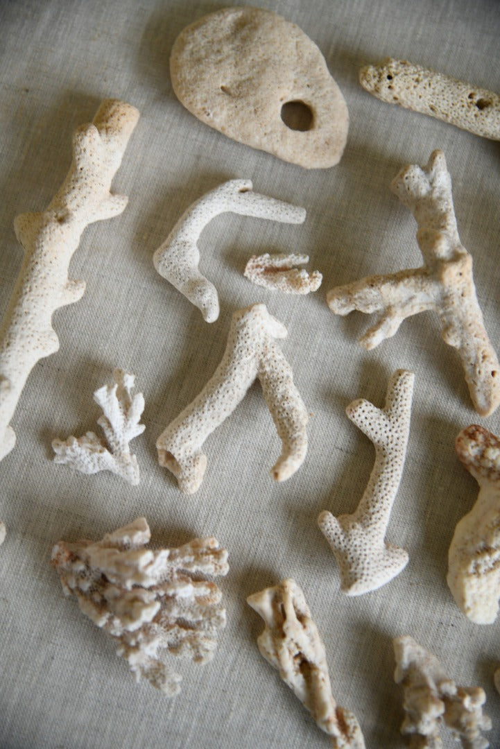 Coral Fragments