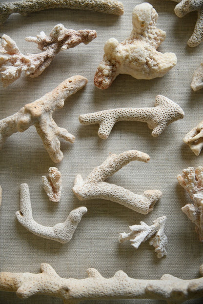 Coral Fragments