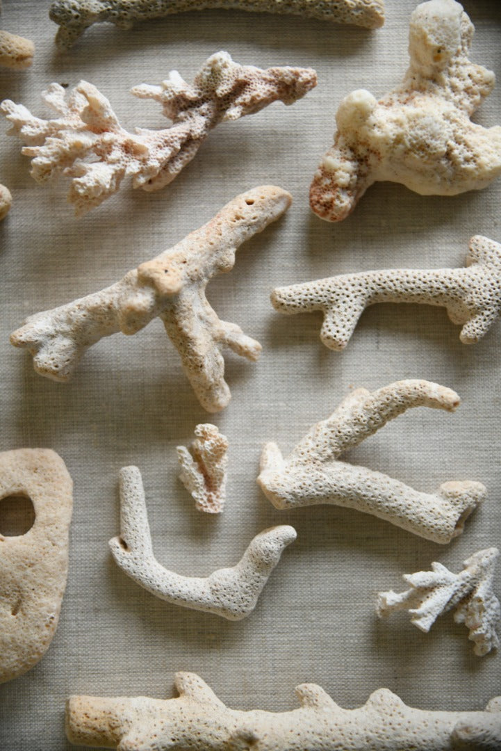 Coral Fragments