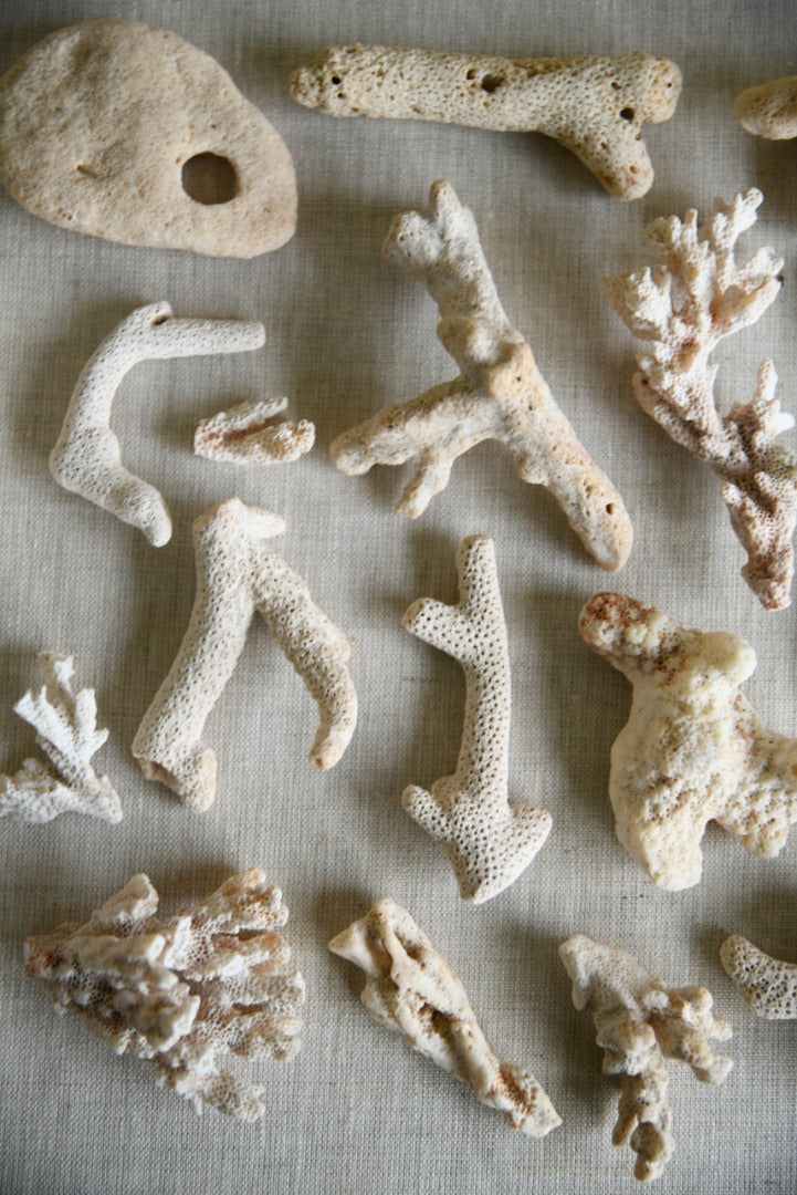 Coral Fragments