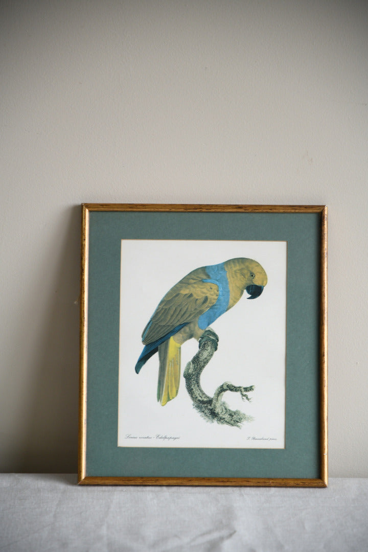 Vintage Jaques Barraband Edelpapagei Framed Parrot Print