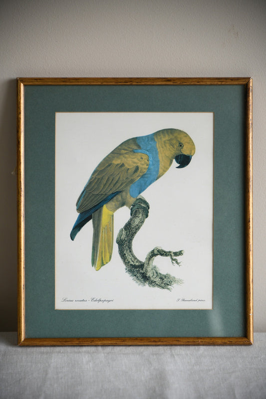 Vintage Jaques Barraband Edelpapagei Framed Parrot Print