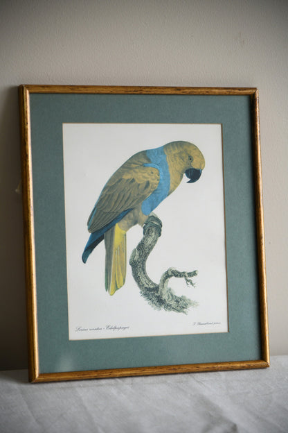 Vintage Jaques Barraband Edelpapagei Framed Parrot Print
