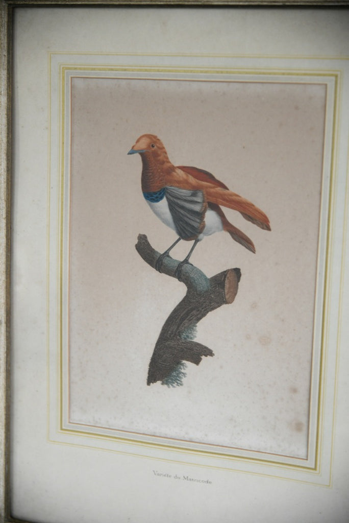 Single French Ornithological Engraving