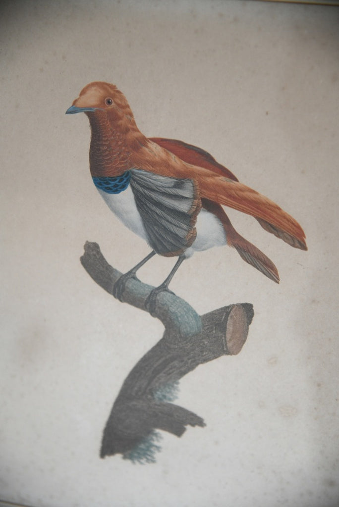Single French Ornithological Engraving