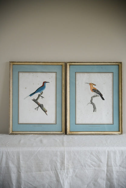 Pair French Bird Engravings