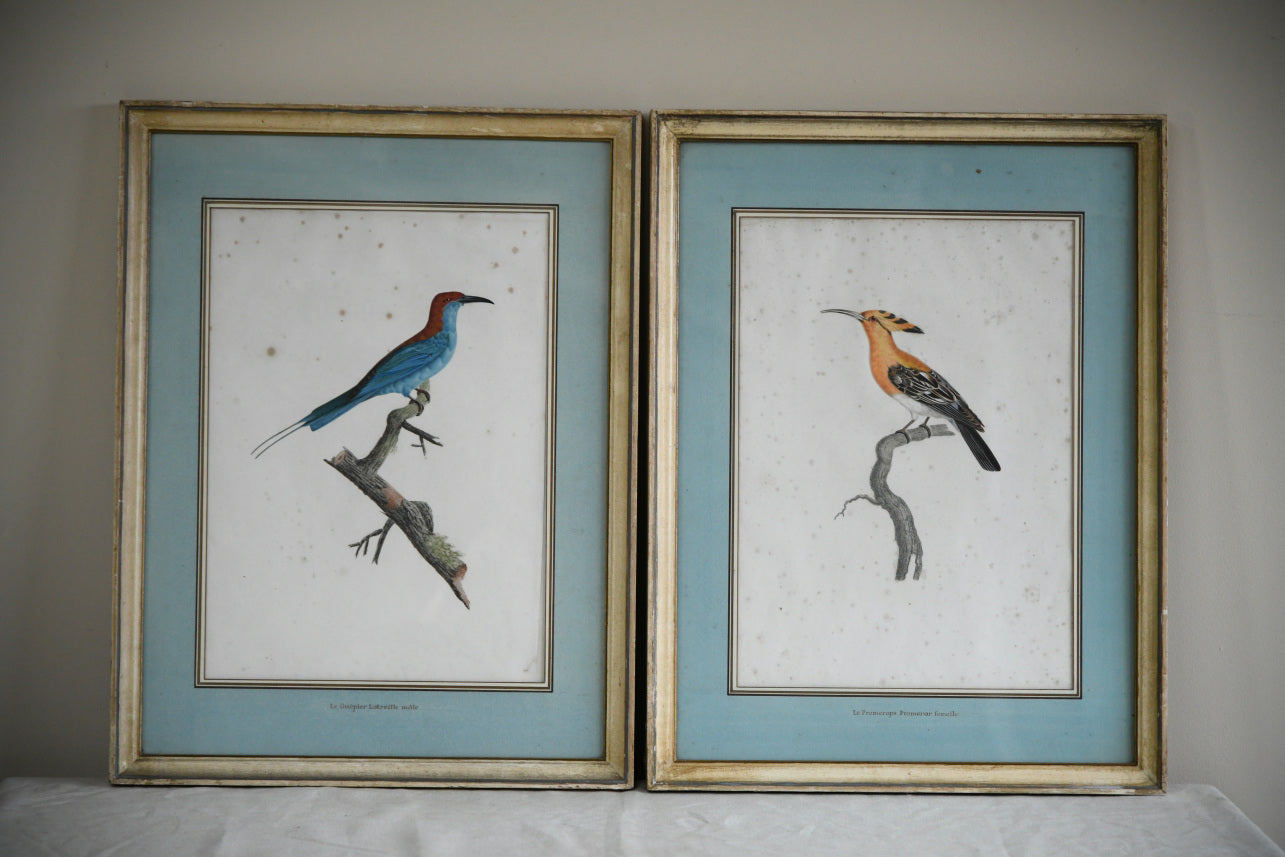 Pair French Bird Engravings