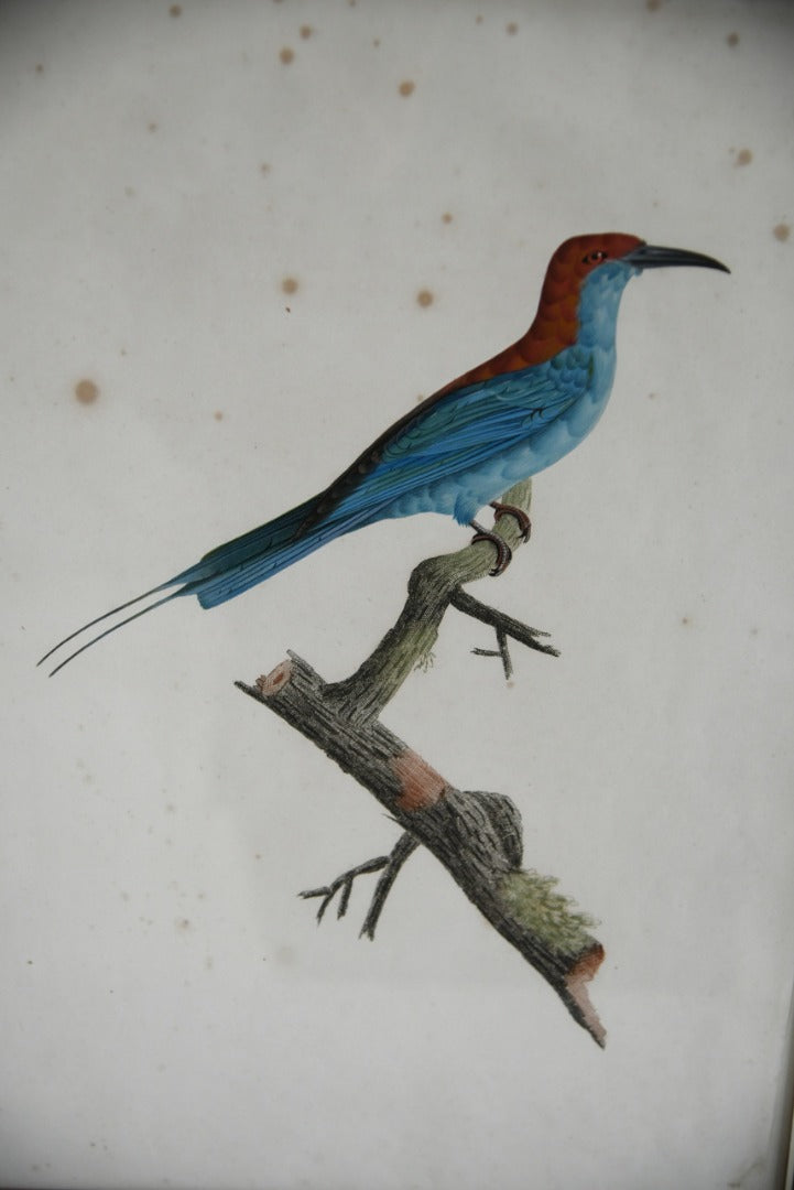 Pair French Bird Engravings