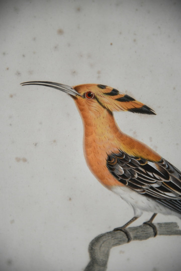 Pair French Bird Engravings