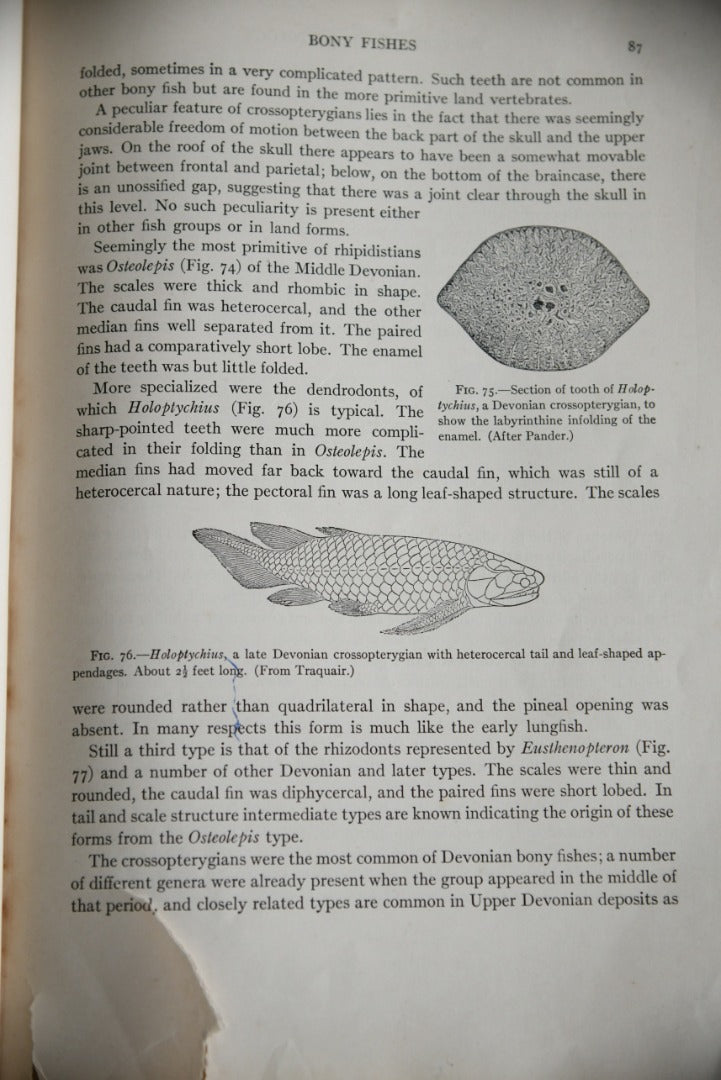 Alfred Sherwood Romer -Vertebrate Paleontology