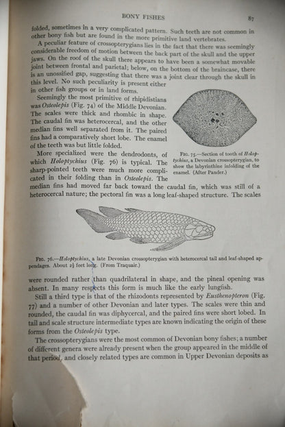 Alfred Sherwood Romer -Vertebrate Paleontology