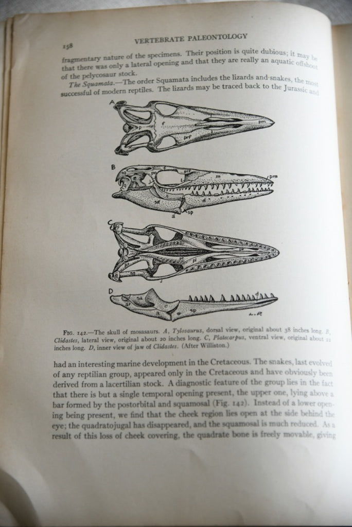 Alfred Sherwood Romer -Vertebrate Paleontology