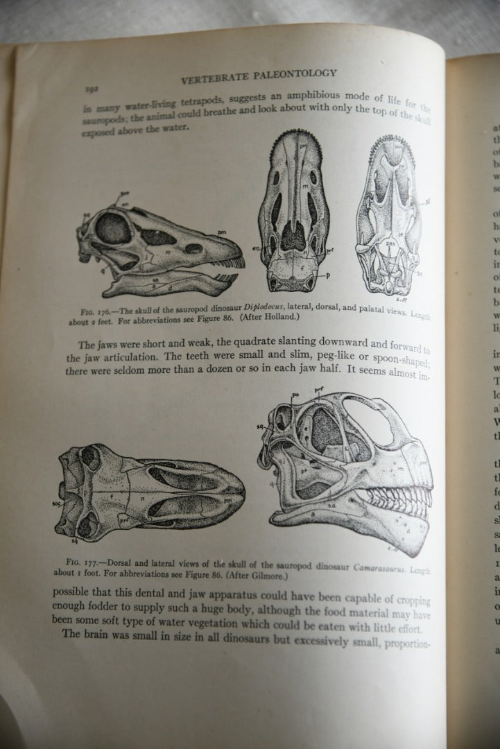 Alfred Sherwood Romer -Vertebrate Paleontology